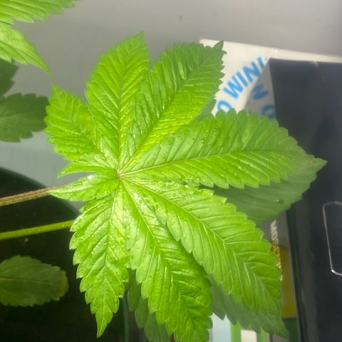 Regular seed (no name) growlog timeline photo