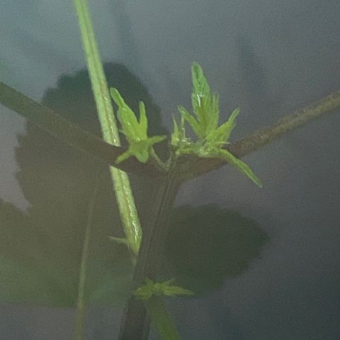 Regular seed (no name) growlog timeline photo