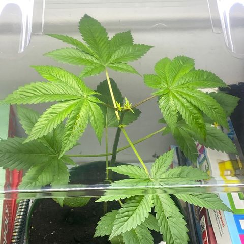 Regular seed (no name) growlog timeline photo