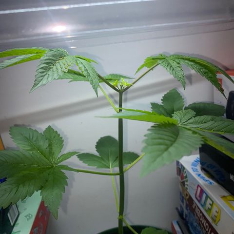 Regular seed (no name) growlog timeline photo