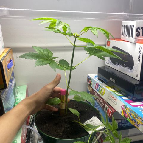Regular seed (no name) growlog timeline photo