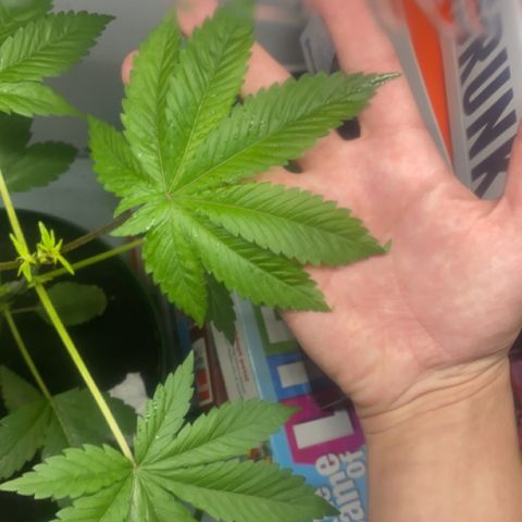 Regular seed (no name) growlog timeline photo