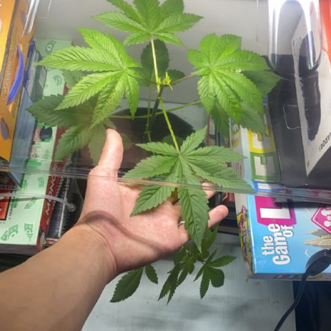 Regular seed (no name) growlog timeline photo