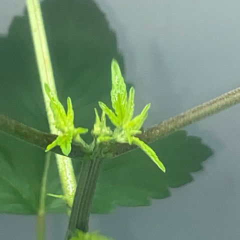 Regular seed (no name) growlog timeline photo