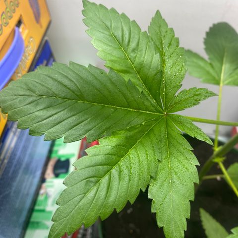 Regular seed (no name) growlog timeline photo