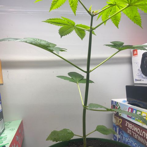 Regular seed (no name) growlog timeline photo
