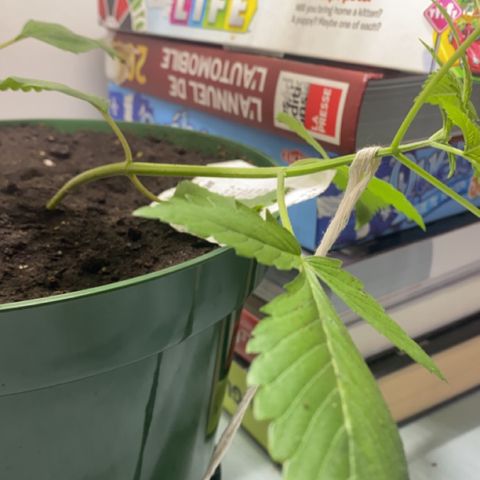 Génétique inconnue growlog timeline photo