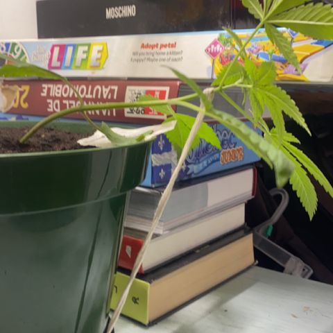 Génétique inconnue growlog timeline photo