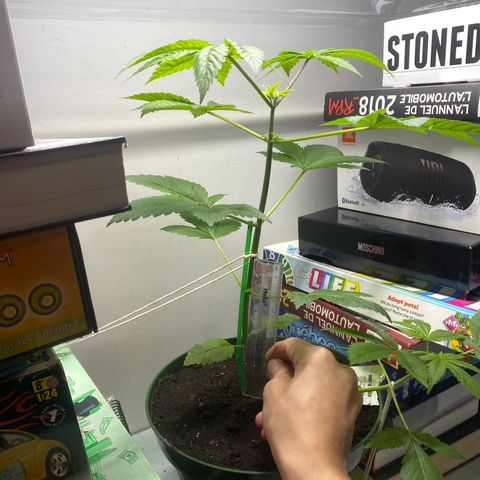 Regular seed (no name) growlog timeline photo