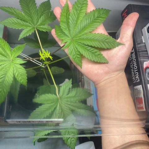 Regular seed (no name) growlog timeline photo