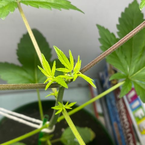 Regular seed (no name) growlog timeline photo
