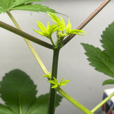 Regular seed (no name) growlog timeline photo