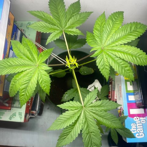 Regular seed (no name) growlog timeline photo