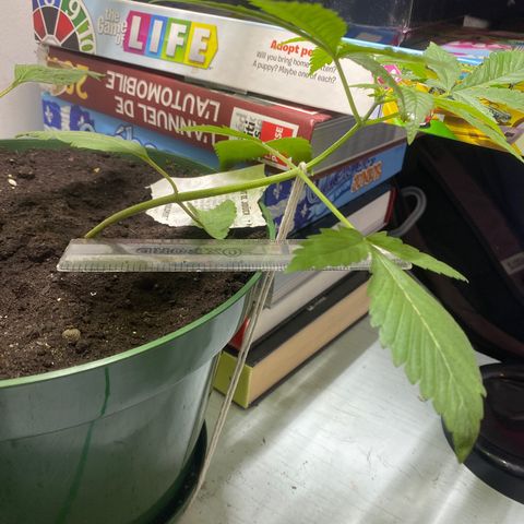 Génétique inconnue growlog timeline photo