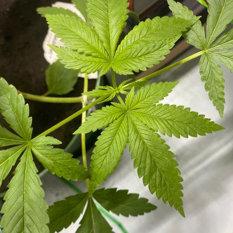 Génétique inconnue growlog timeline photo