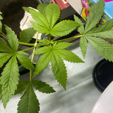 Génétique inconnue growlog timeline photo