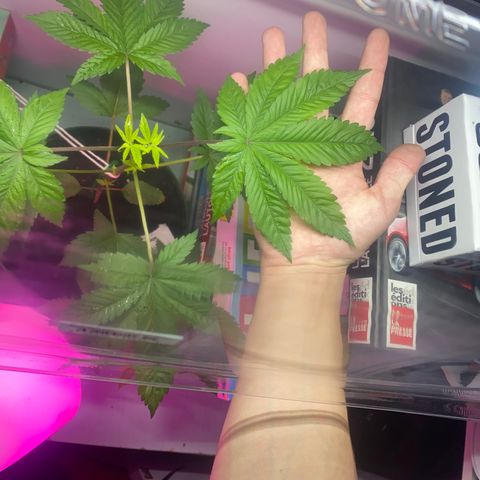 Regular seed (no name) growlog timeline photo
