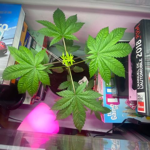 Regular seed (no name) growlog timeline photo