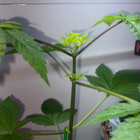 Regular seed (no name) growlog timeline photo