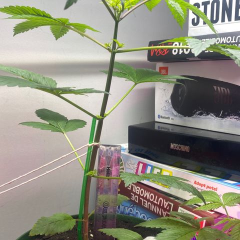 Regular seed (no name) growlog timeline photo