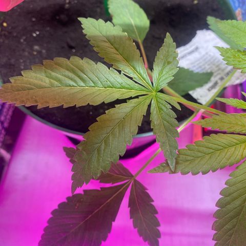 Génétique inconnue growlog timeline photo