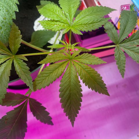 Génétique inconnue growlog timeline photo