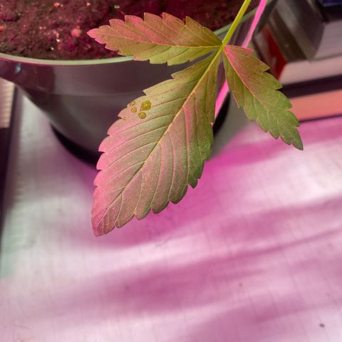 Génétique inconnue growlog timeline photo