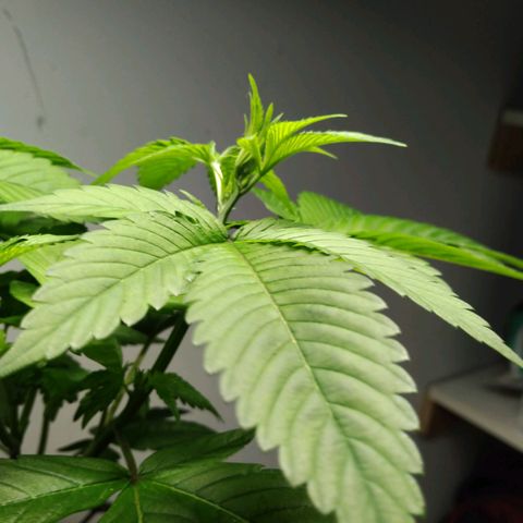 Regular seed (no name) growlog timeline photo