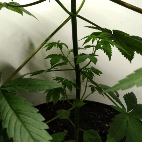 Regular seed (no name) growlog timeline photo
