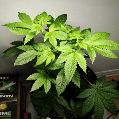 Regular seed (no name) growlog timeline photo