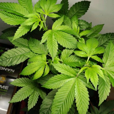 Regular seed (no name) growlog timeline photo
