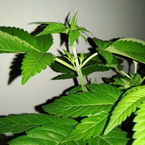Regular seed (no name) growlog timeline photo
