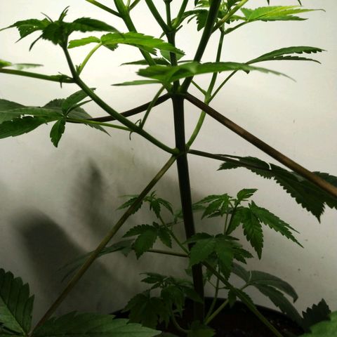 Regular seed (no name) growlog timeline photo