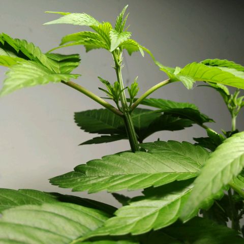 Regular seed (no name) growlog timeline photo
