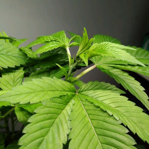Regular seed (no name) growlog timeline photo