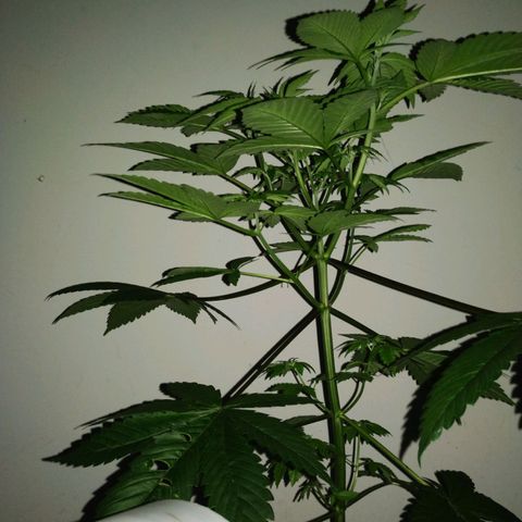 Regular seed (no name) growlog timeline photo