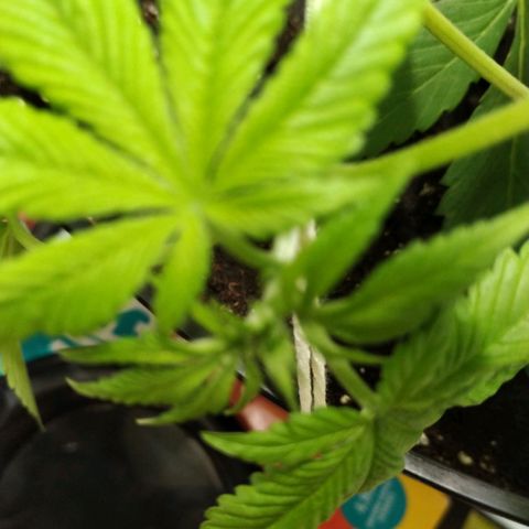Génétique inconnue growlog timeline photo