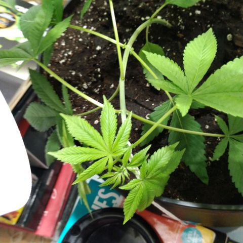 Génétique inconnue growlog timeline photo