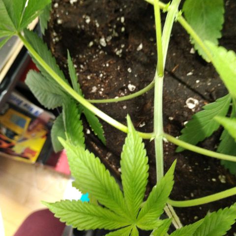Génétique inconnue growlog timeline photo