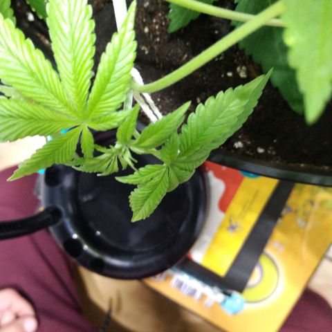 Génétique inconnue growlog timeline photo