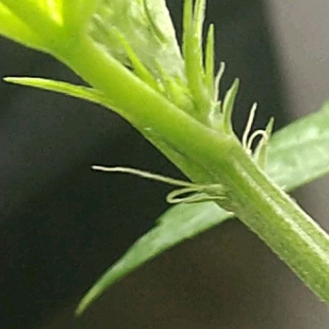 Regular seed (no name) growlog timeline photo