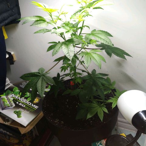Regular seed (no name) growlog timeline photo