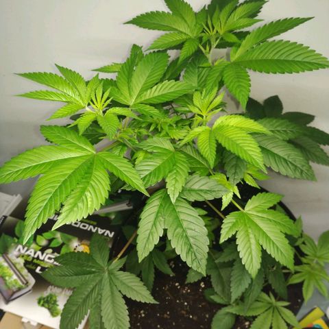Regular seed (no name) growlog timeline photo