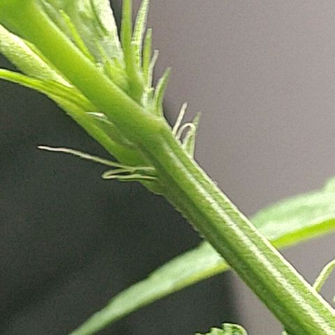 Regular seed (no name) growlog timeline photo