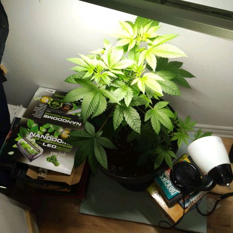 Regular seed (no name) growlog timeline photo