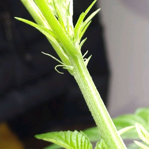 Regular seed (no name) growlog timeline photo