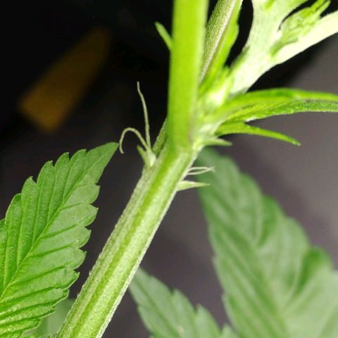 Regular seed (no name) growlog timeline photo