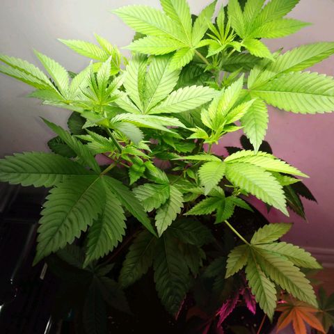 Regular seed (no name) growlog timeline photo