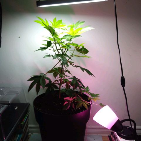 Regular seed (no name) growlog timeline photo