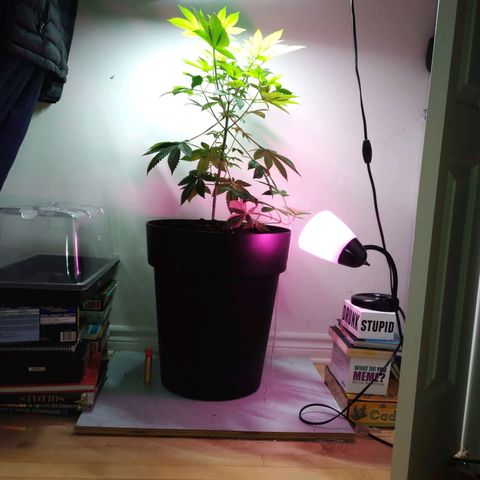 Regular seed (no name) growlog timeline photo